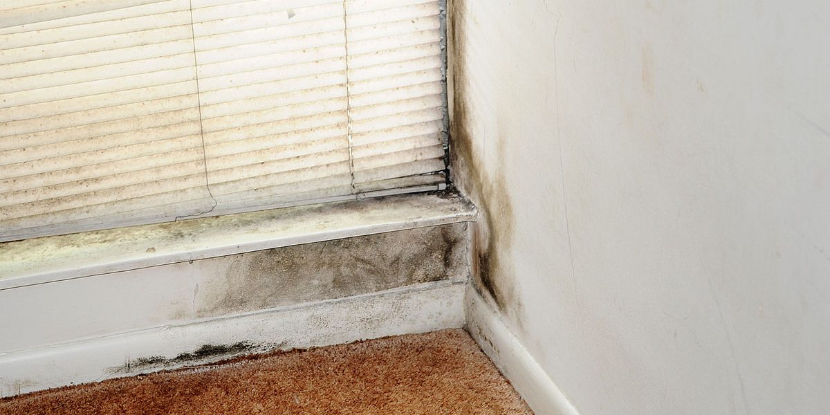 cendecon-mold-remediation